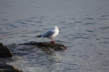 fotos de aves varias 
