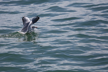 fotos de aves varias 