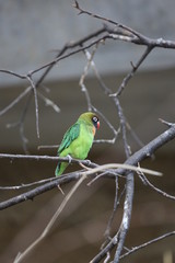 fotos de aves varias 
