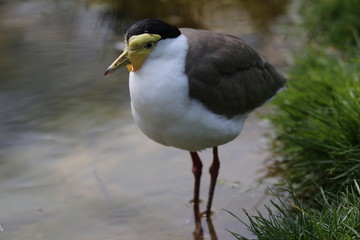 fotos de aves varias 