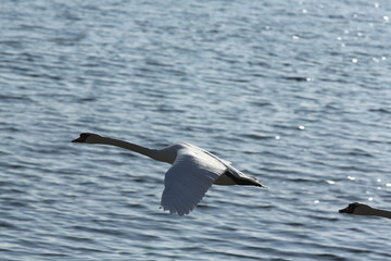 fotos de aves varias 