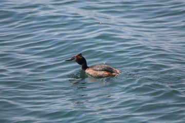 fotos de aves varias 