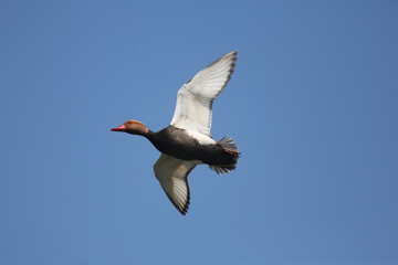 fotos de aves varias 