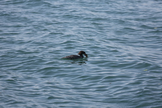 fotos de aves varias 