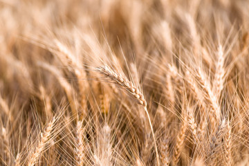 spikelets of ripe wheat close up, background