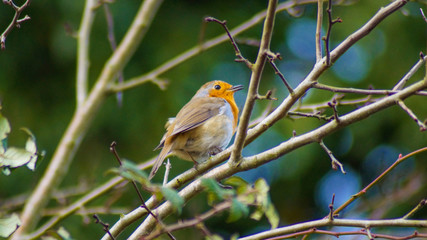 robin in hedgerows broth winter scene