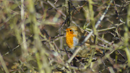 robin in hedgerows broth winter scene