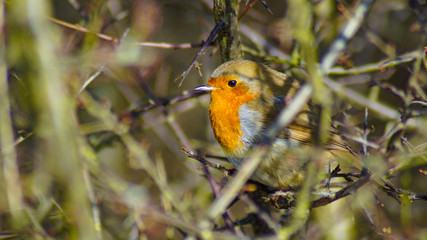 robin in hedgerows broth winter scene