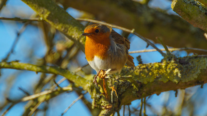 robin in hedgerows broth winter scene