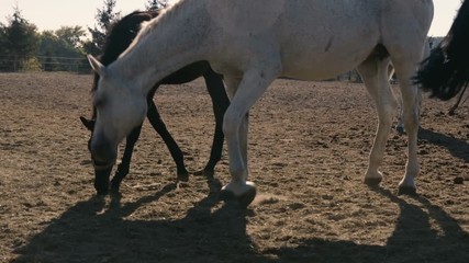 Two beautiful horses grazing straw at a dark field in Ukraine in summer