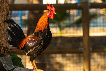 decorative rooster with bright colorful plumage