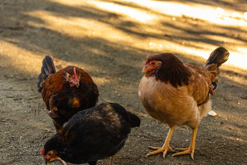 decorative chicken with bright colorful plumage