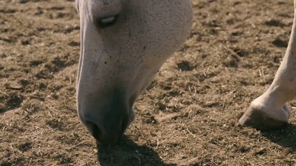 Horse`s muzzle grazing straw on a big farm field in the evening in summer
