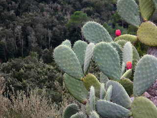 Campagna di Sardegna