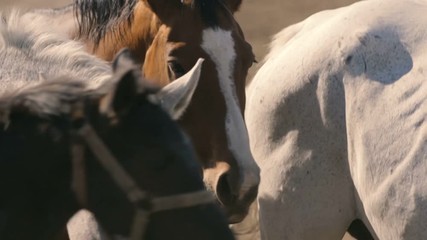 Two small colts standing at their mother on a field in Ukraine in summer