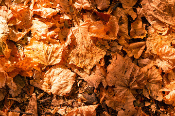 Background from colorful autumn leaves. Colorful foliage in the park. Autumn season concept. Flat lay. Copy space