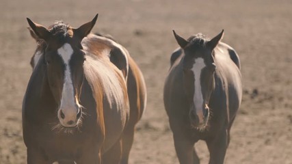 Three brown horses go directly on a large brown field in Ukraine in the evening