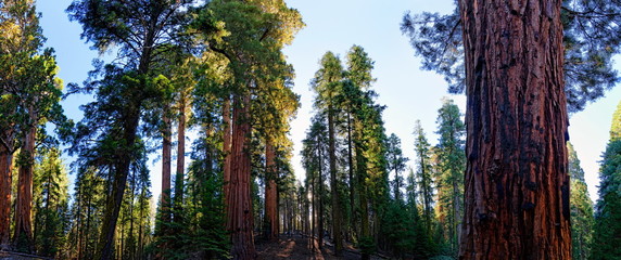 Riesenbaumwald Sequoia Nationalpark  - obrazy, fototapety, plakaty
