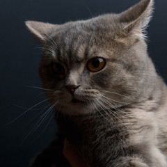 Portrait of cute cat scottish straight in studio with dark background. Close up.