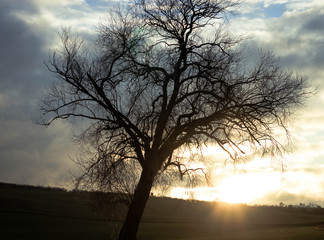 Tree in front of a dramtic sunset