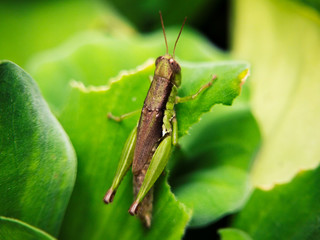close up grasshoper on green nature leaf blur background