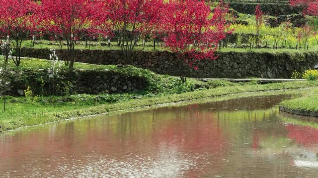 天国に一番近い里 水田とハナモモ