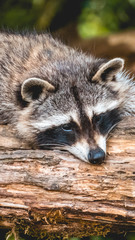 Naklejka premium Smartphone HD wallpaper of racoon resting on a branch