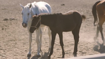White mare and her brown colt go from a herd on a field in the evening