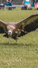 Smartphone HD wallpaper of vulture taking off