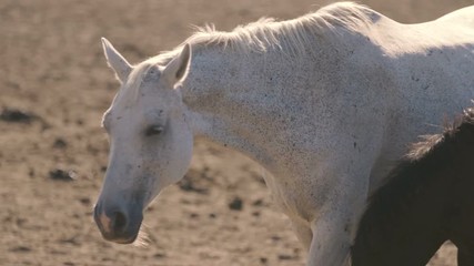 White mare and her brown foal walking on a large field in Ukraine in the evening