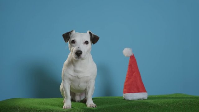jack russell terrier dog with santa hat on turquoise background
