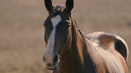One brown horse goes directly on a large brown area in Ukraine in the evening