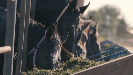 Gorgeous horses with bridles grazing hay from a lengthy wooden feeder in summer