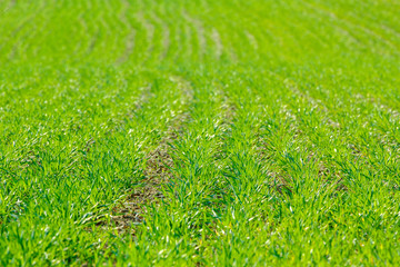 Green sprouts of wheat in the field