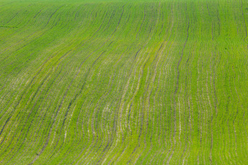 Green sprouts of wheat in the field