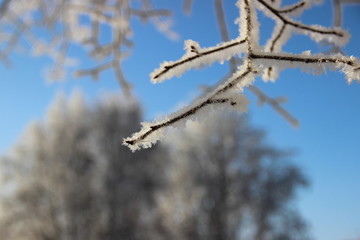 Beautiful close up icy branch on blue sky and snowy trees background
