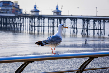 seagull in front of the North Pier at Blackpool