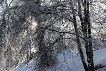Beautiful icy trees on hill on backlight sunshine background - winter lanscape