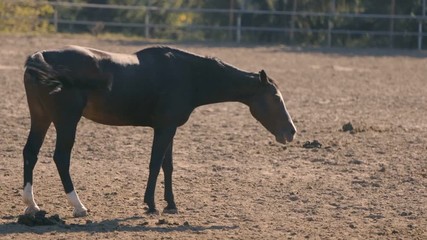 One brown horse standing on farm field with a wooden fence in Ukraine in summer