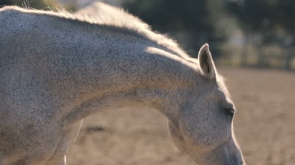 Beautiful white horse standing on a farm area with a fence in Ukraine in summer