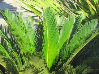 Palmenblätter
