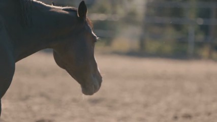 Wonderful brown horse standing on a large farm with a fence in Ukraine in summer