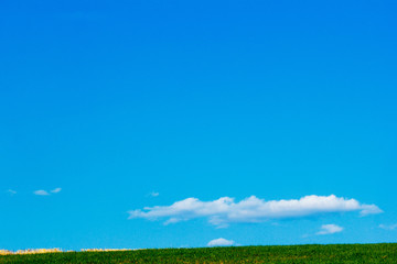 Fototapeta premium Field of Farmland Crops and Beautiful Blue Sky Above