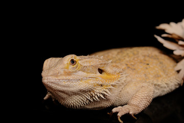Pogona vitticeps