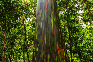 Eucalipto Arcobaleno - Maui - Hawaii