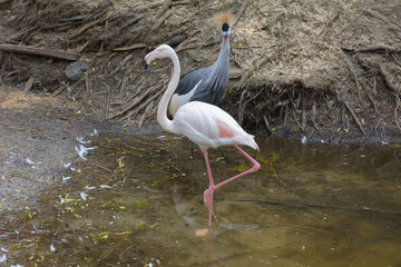 Gray Crane and Flamingo in the park