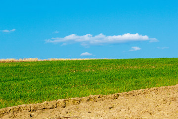 Field of Farmland Crops and Beautiful Blue Sky Above