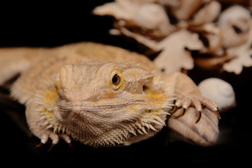 Pogona vitticeps