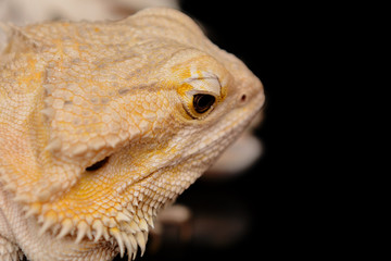 Pogona vitticeps