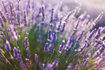 SoftFrance